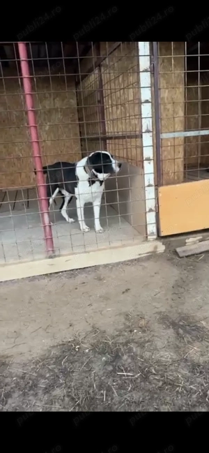 Căței Asia centrală  - imagine 2