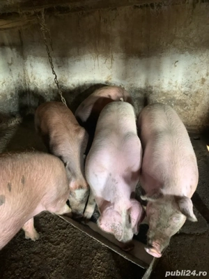 vand porci de carne,calitate superioara 100-120kg - imagine 2