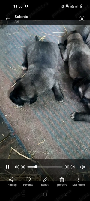 Căței kangal culoare lupie  - imagine 3