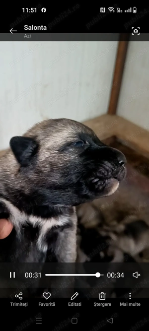 Căței kangal culoare lupie  - imagine 2