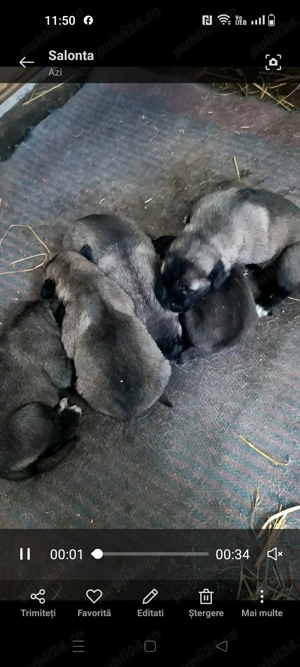 Căței kangal culoare lupie  - imagine 4