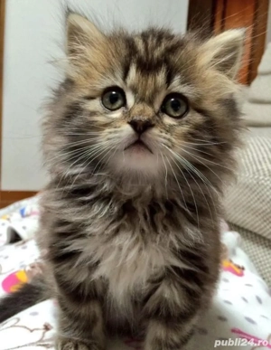 siberiana de padure puiuti - imagine 3