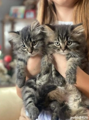 siberiana de padure puiuti - imagine 2