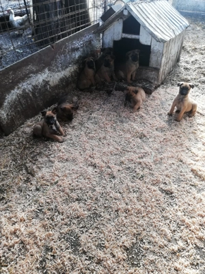 Vând căței belgieni 6 săptămâni  - imagine 4