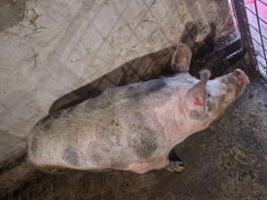 Porc  230 kg - imagine 2