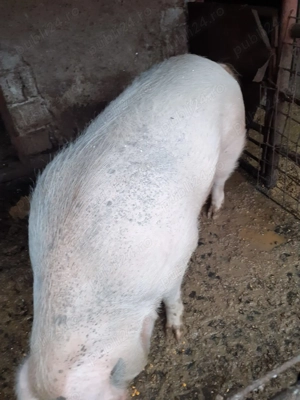 Vand porci de carne - imagine 4