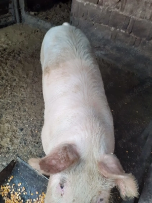 Vand porci de carne - imagine 3