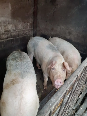 Vand porci de carne - imagine 2