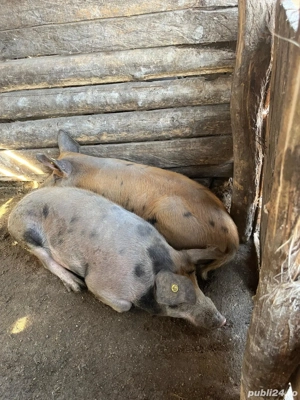 porci disponibili  - imagine 4