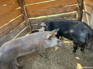 porci disponibili  - imagine 3