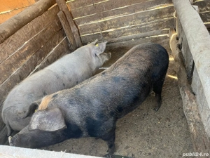porci disponibili  - imagine 2