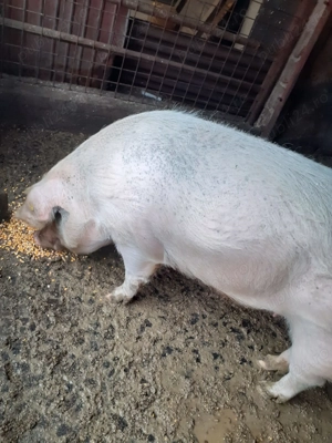 Vand porci de carne - imagine 5