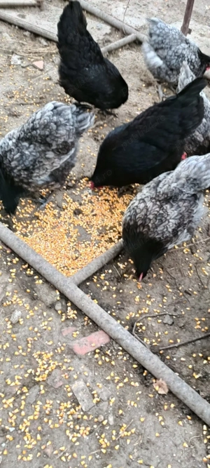 Vind o familie de găini australop  - imagine 2