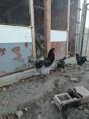 Vind o familie de găini australop  - imagine 3