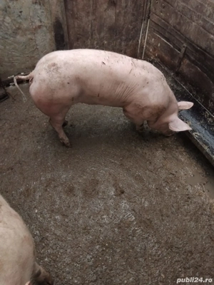 vand porci  - imagine 4