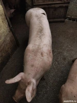 vand porci  - imagine 3