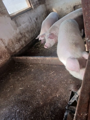 Porc de vanzare - imagine 2