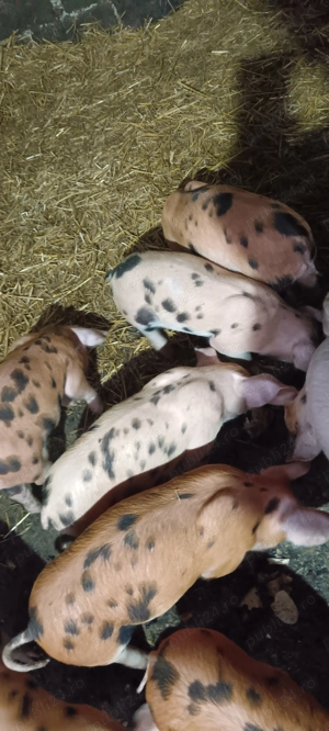 Purcei 7 săptămâni  - imagine 2