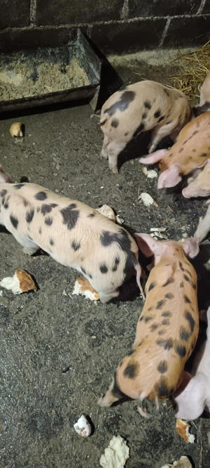 Purcei 7 săptămâni 