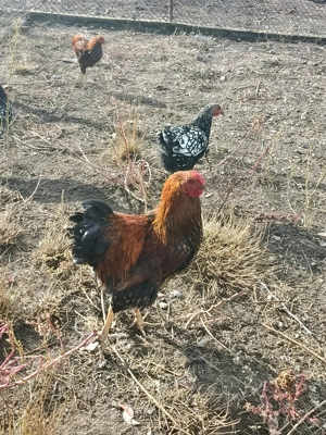 Vind cocos wiandotte GSG 