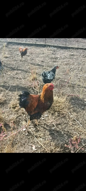 Vind cocos wiandotte GSG  - imagine 2