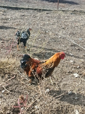 Vind cocos wiandotte GSG  - imagine 4