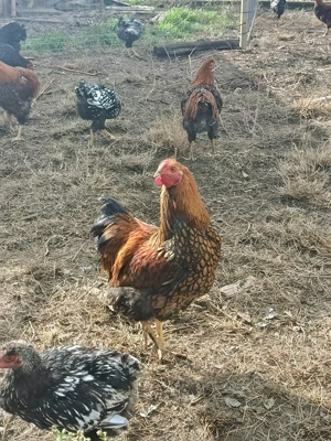 Vind cocos wiandotte GSG  - imagine 3