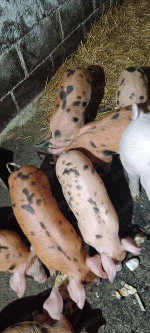 Purcei 7 săptămâni  - imagine 3