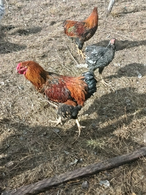 Vind cocos wiandotte GSG  - imagine 5