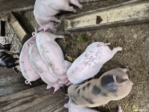 vanzari purcei - imagine 3