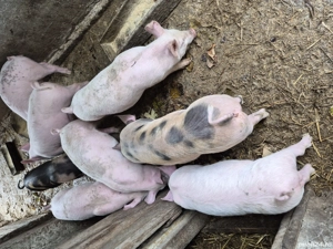 vanzari purcei - imagine 2