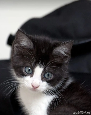 Siberiana de pădure 