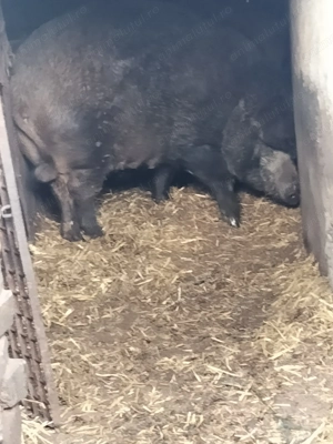 Vând porci pentru  Crăciun 