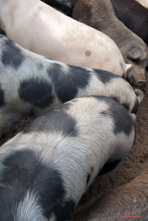 Vând porci pentru  Crăciun  - imagine 2