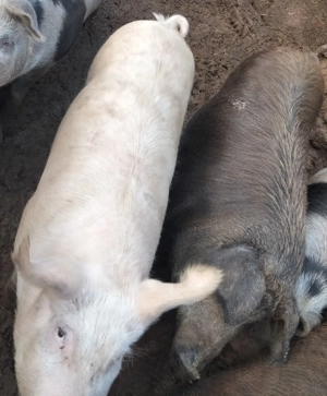 Vând porci pentru  Crăciun 