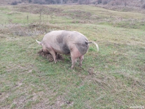 porci de vanzare,  - imagine 4
