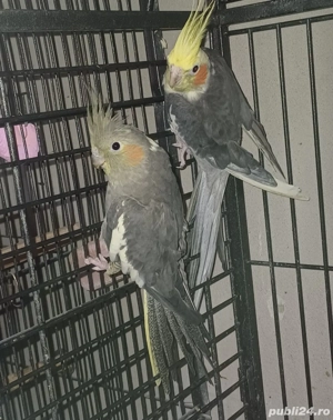 Pereche  nimfe mature reproducatoare  - imagine 5