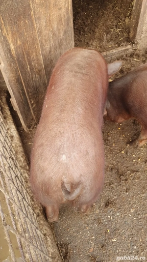 Porci de vânzare - imagine 4