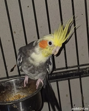 Pereche  nimfe mature reproducatoare  - imagine 4