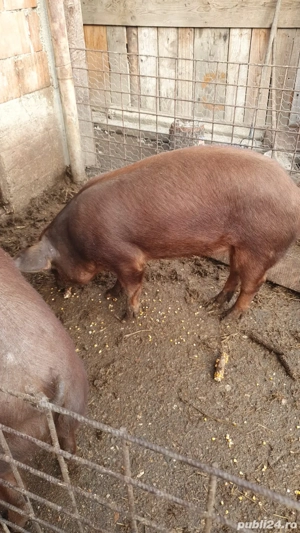 Porci de vânzare - imagine 3