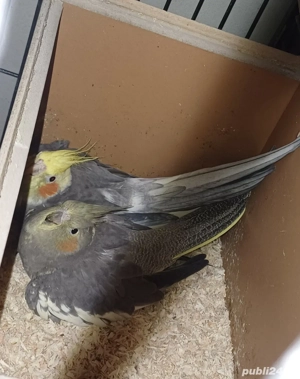 Pereche  nimfe mature reproducatoare  - imagine 2