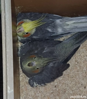 Pereche  nimfe mature reproducatoare  - imagine 3