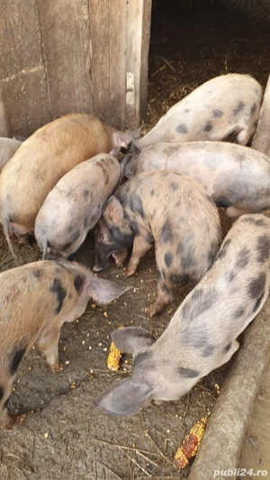 Porci de vânzare - imagine 2