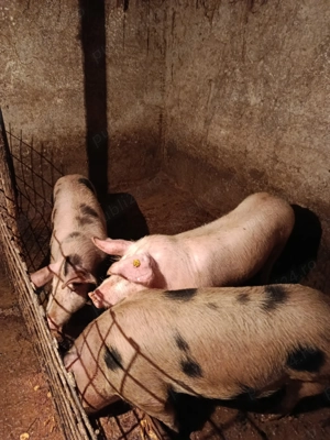 Vând porci 120-130 Kg - imagine 2