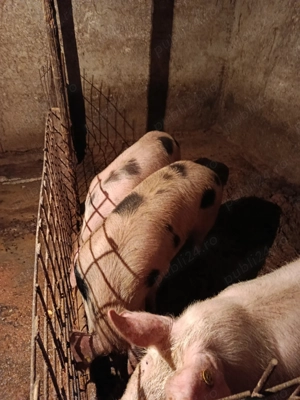 Vând porci 120-130 Kg