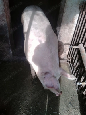 Porc de carne, pentru Crăciun 150-160kg - imagine 2