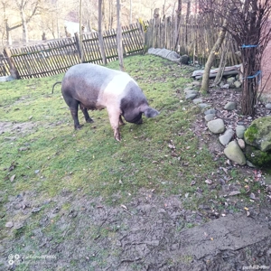 scroafa bazna - imagine 3