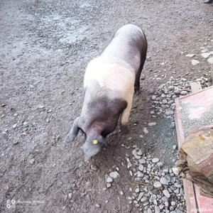 scroafa bazna - imagine 4