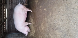 Se vinde porc pentru sacrificat