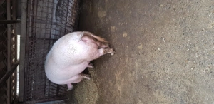 Se vinde porc pentru sacrificat - imagine 2